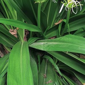 Crinum Lily Plant😍