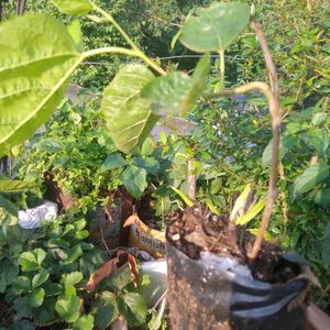 Hybrid Mulberry Plant