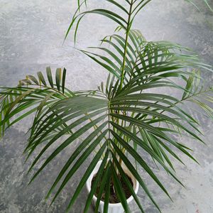 Areca Palm 500