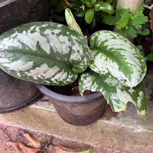 Satin Pothos Rooted Plant