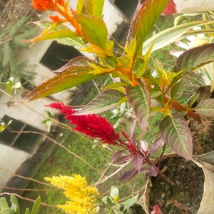 Combo Of 3 Celosia Pulmosa Forest Fire Cocks Comb