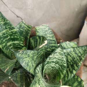 Money Plant Alovera