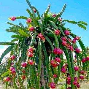 Dragon fruit live plant