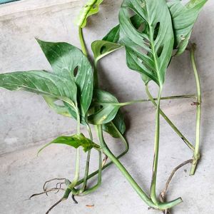 Cuttings And Rooted Mix Plants Combo Offer