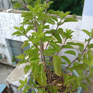 Tulsi Paudha Sale Pickup 1