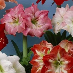 Amaryllis Lily Bulb