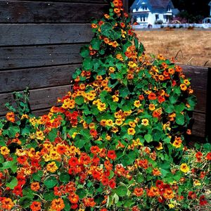 Summer Season Flower Seeds Combo