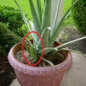 A Combo Of 4 Baby Aloe Vera Plants