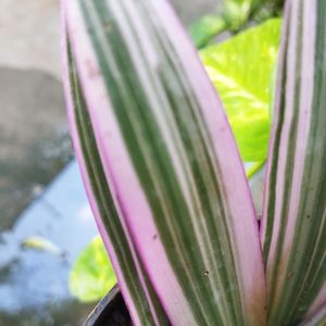 Pink Rhoeo Tradescantia Plant ☘️