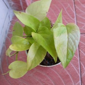 Fresh Money Plant Or Golden Pathos