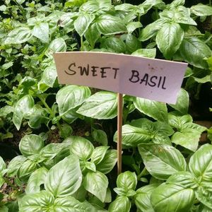 Sweet Basil Plant