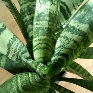 Snake plant Long with pot