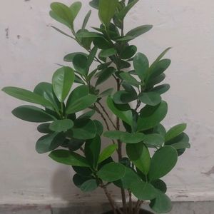 Green/Panda Ficus