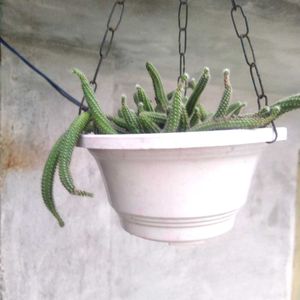 Hanging Cactus Plant