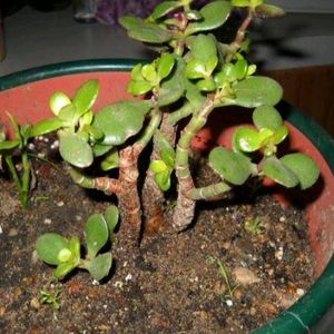 Jade Plants