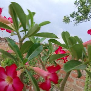 Adenium Plant