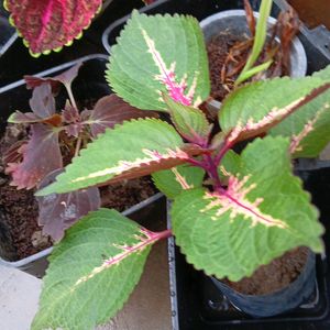 Coleus Cutting