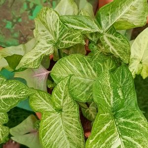 Plant - Syngonium.Green N White Variety