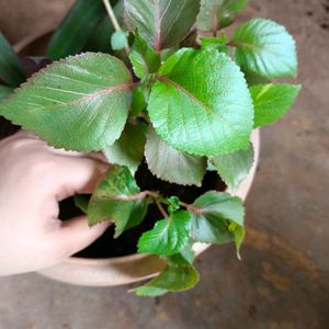 2 Coleus Plant With Cocopeat And Pot