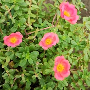 Portulaca Plant