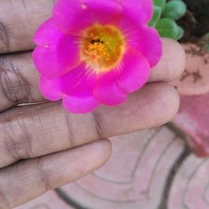 Combo Moss Rose +Gladiflora+9"O'clock