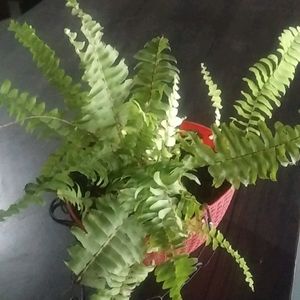 Fern Plant Live