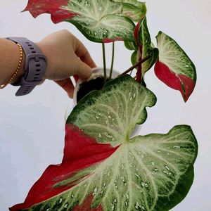 Caladium Shycool