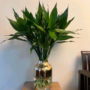 Lucky Plants (Bamboo Plant)