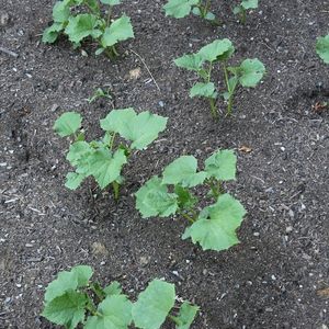 Cucumber Plant With Roots