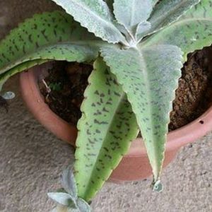 Donkey Ear Succulent Plant