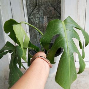 MONSTERA DELICIOSA.