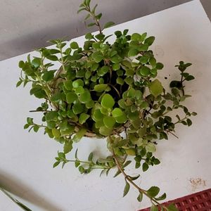 Pilea Depressa Plant🪴& Pot