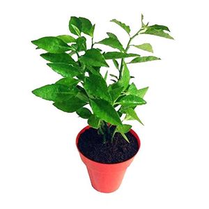 Stems Of Naagdon,Modern Plants Live Naagdon/Nagdon Medicinal Plant