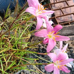 Rain Lily (ancestors Lilly)