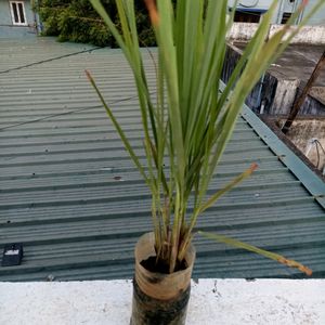 Combo Of 2 Plants @ Very Low Price