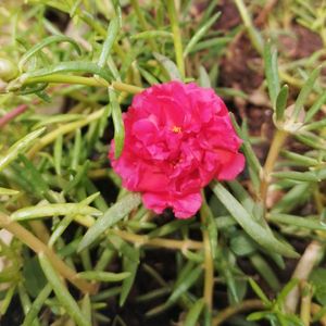 Red Portuluca Grandriflora