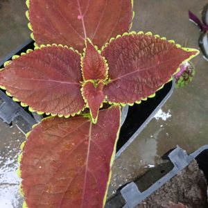 Coleus Plants And Cutting