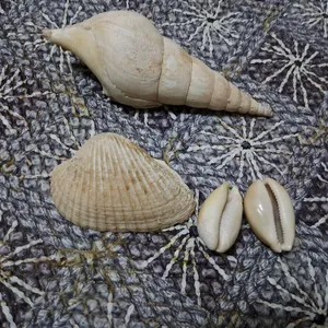 Shank And Cowrie Shell