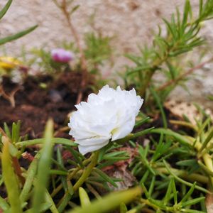 Ross Moss Plant With White Flowers