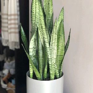 Best Snek Plant. Air Purifier For Home. Pack Of 2