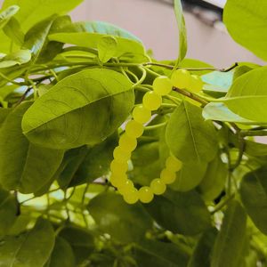 Yellow Delight Bracelet 💛