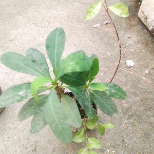 Combo Of 2 Menhdi Plant With Root Milli Flower