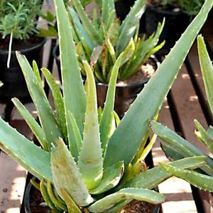 Healthy Aloevera Plant 🌵