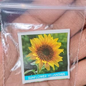 Sunflower Helianthus Flower Seed