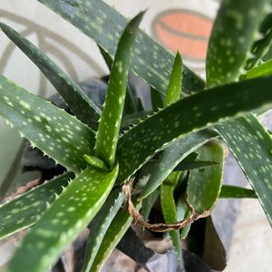 Aloe Healthy Succulent Plant