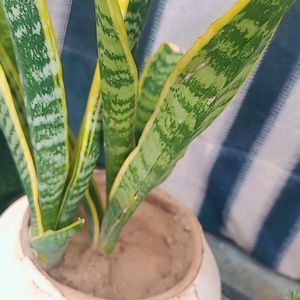 Healthy Rooted Snake Plant In Same Condition