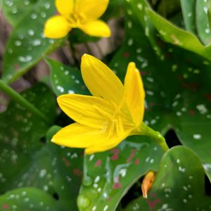 Yellow Rain Lily Bulbs