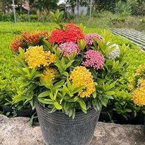 Multicolored Ixora Live Plant