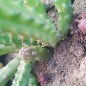 Flowing Cactus With Pot