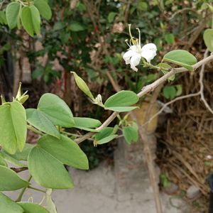 Bauhinia Accuminata